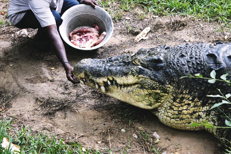 Crocodile feeding